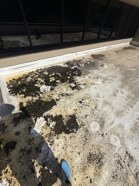 Commercial TPO Roof Wash